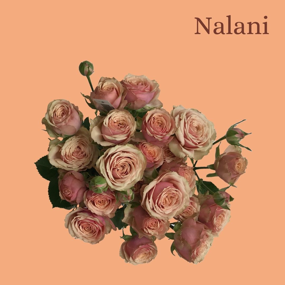 ROSE BR. NALANI 60